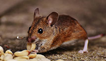 24 Hour & Emergency Exterminators in Weaversford, NC